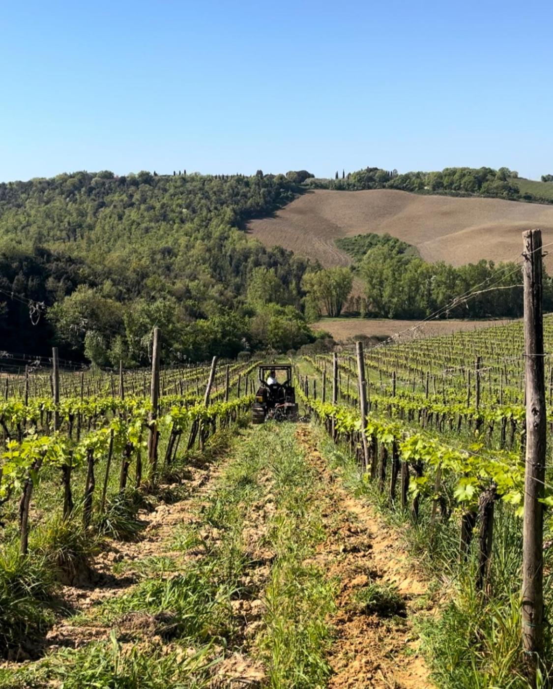 Podere Sole Trequanda Exteriér fotografie